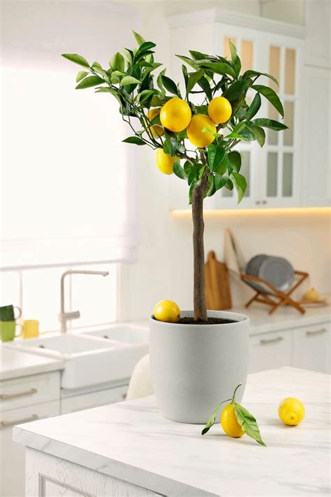 watering lemon trees indoors